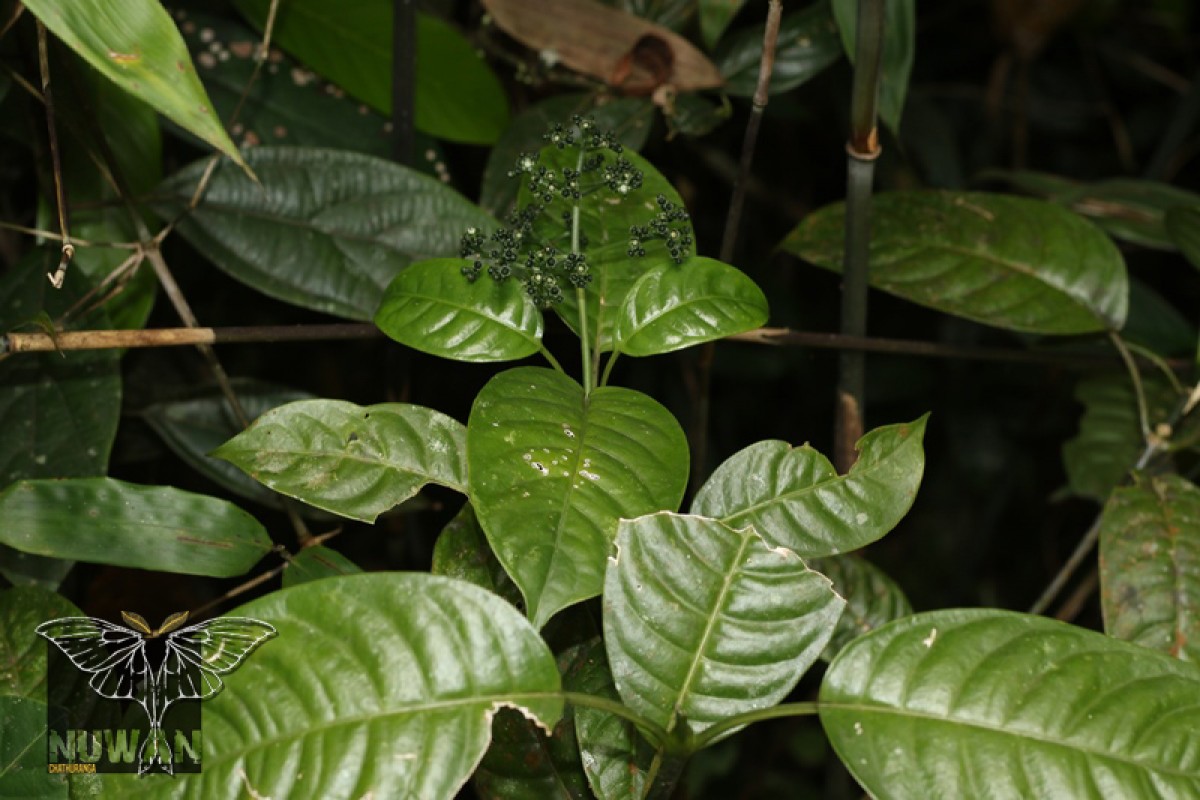 Psychotria longipetiolata Thwaites